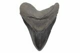 Fossil Megalodon Tooth - South Carolina #221717-1